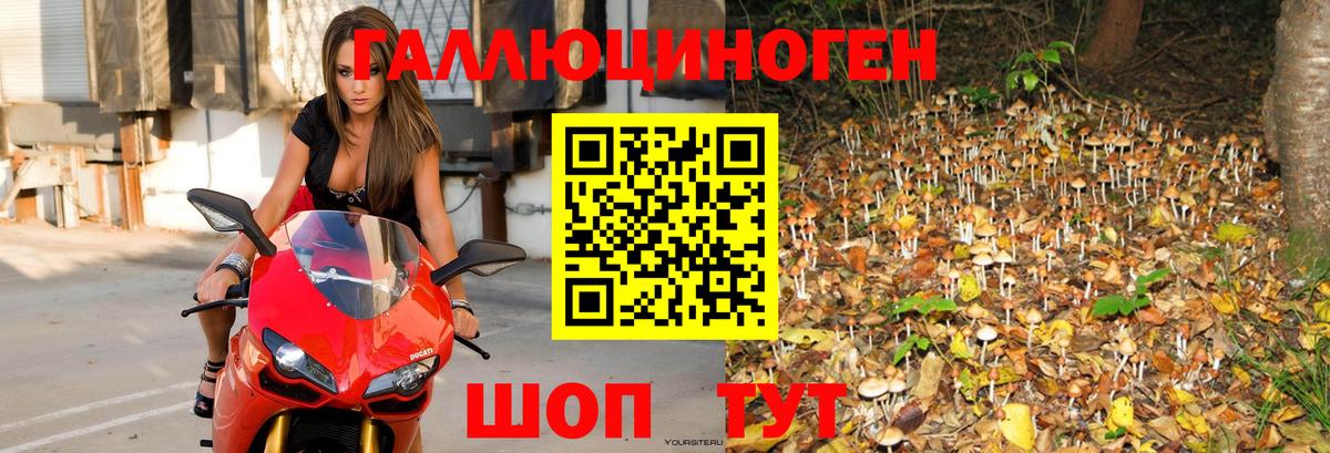 Псилоцибиновые грибы Psilocybine cubensis Дагестанские Огни